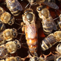 Queen Bee