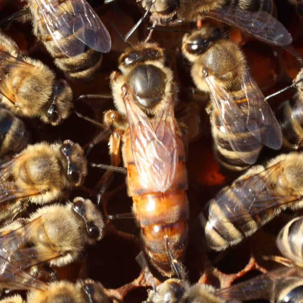 Queen Bee